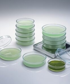 glass petri dish